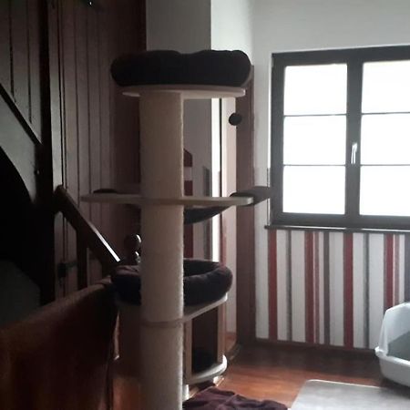 Private Room In Our Home With Free Vvo Ticket & Cats Pirna Eksteriør bilde