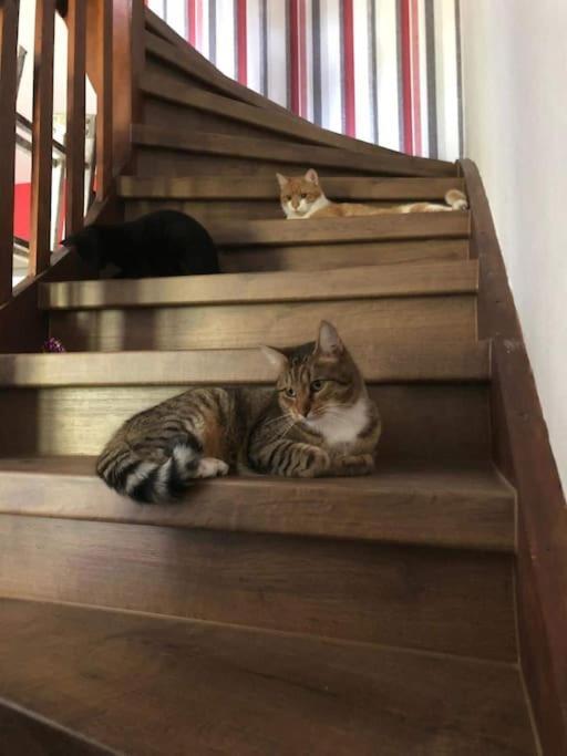 Private Room In Our Home With Free Vvo Ticket & Cats Pirna Eksteriør bilde